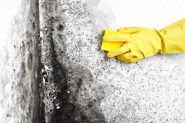 Best Black Mold Removal  in Mccook, NE