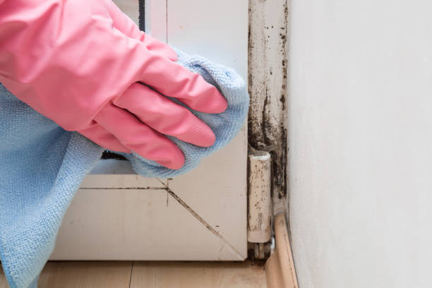 Best Mold Damage Repair  in Mccook, NE