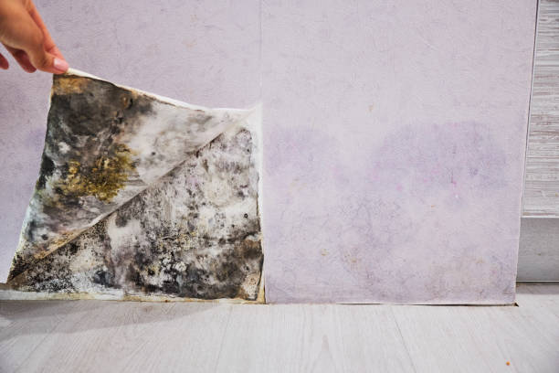 Reliable Mccook, NE Mold Removal Solutions